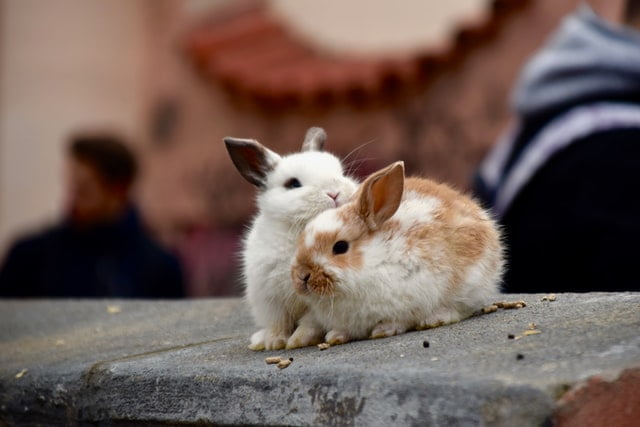 how to feed almonds to rabbits