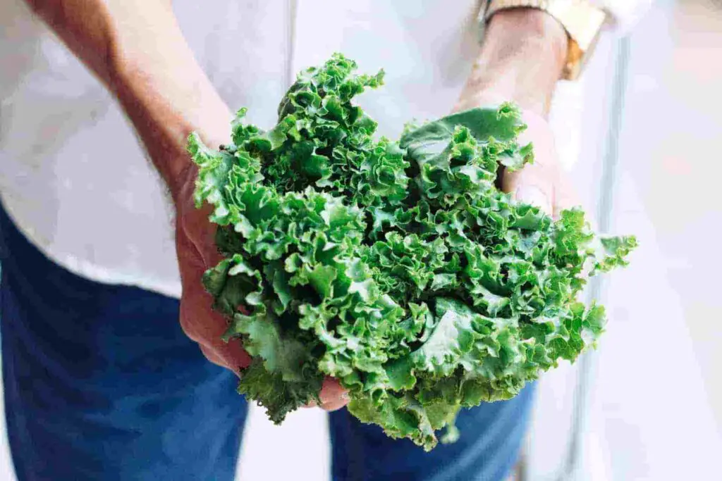 how to feed kale for rabbits