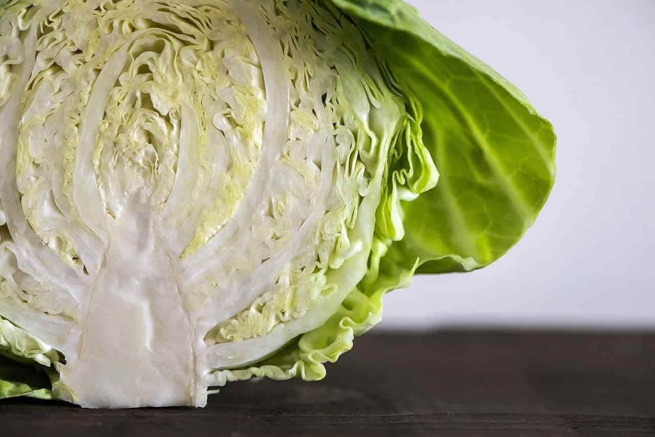 how to prepare cabbage for rabbits