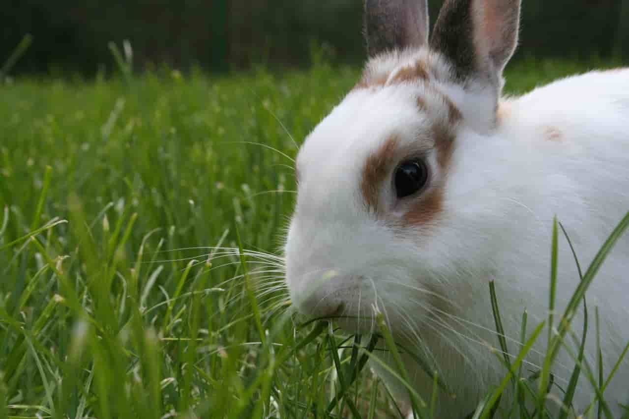 how to stop eating papers rabbits