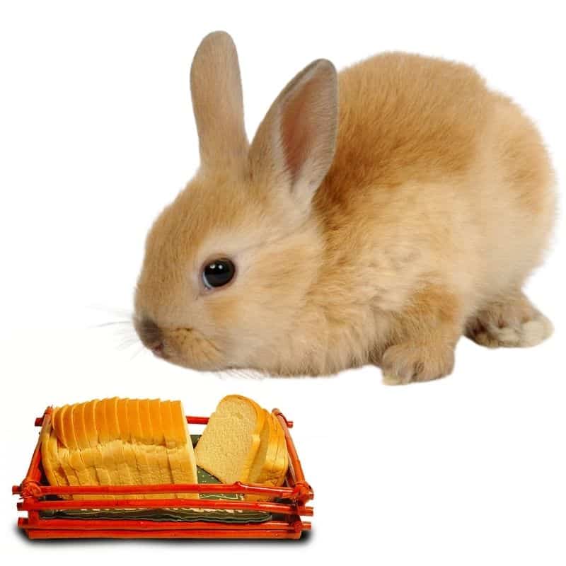 is bread dangarous for rabbits