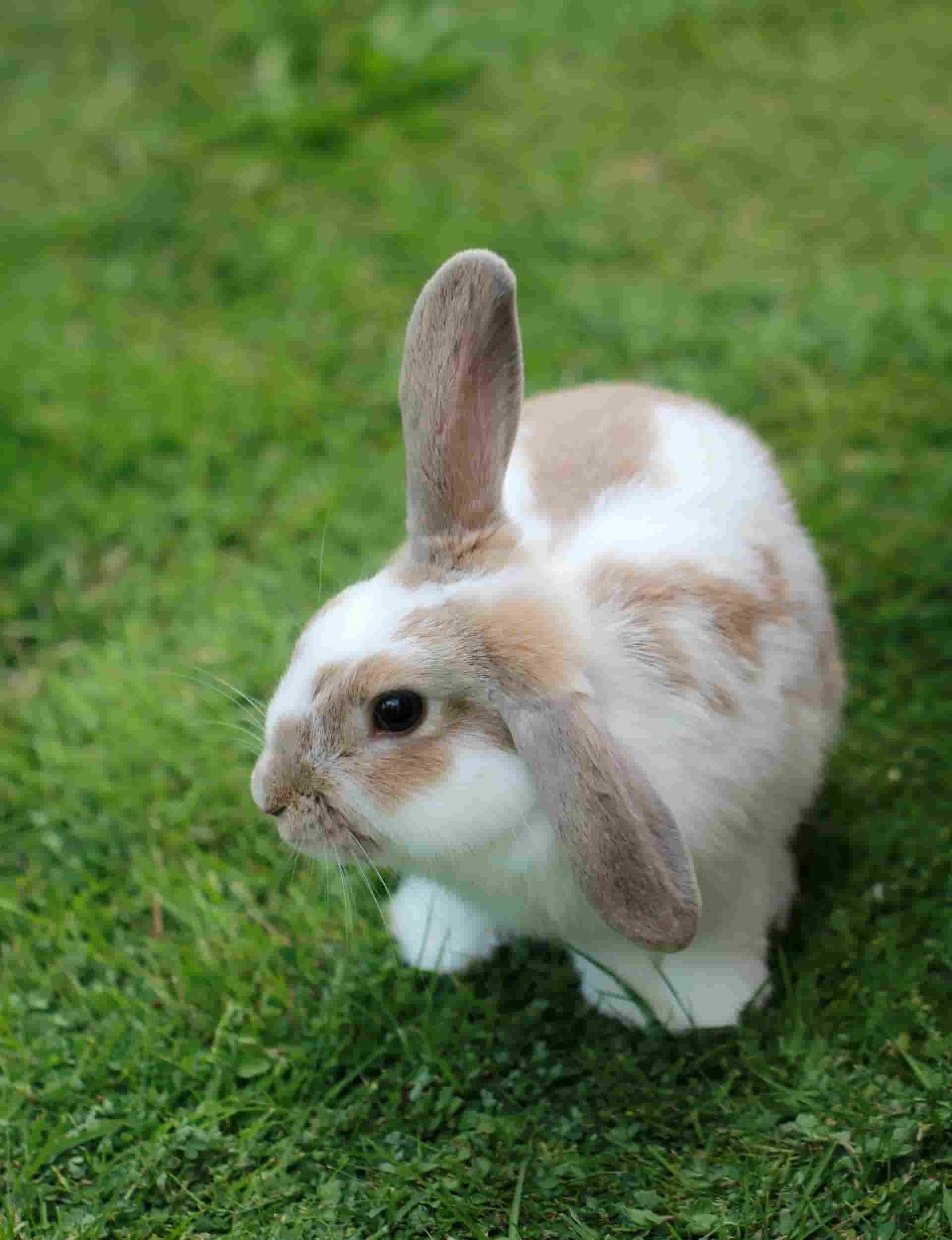 is mint safe for rabbits?