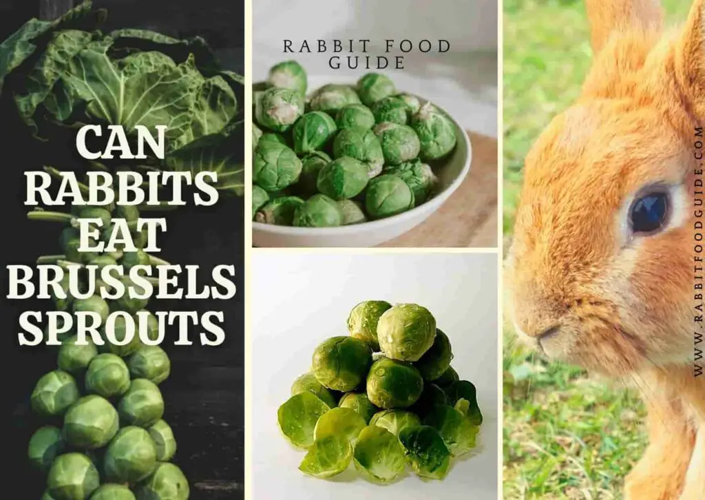 can rabbits eat brussels sprouts?
