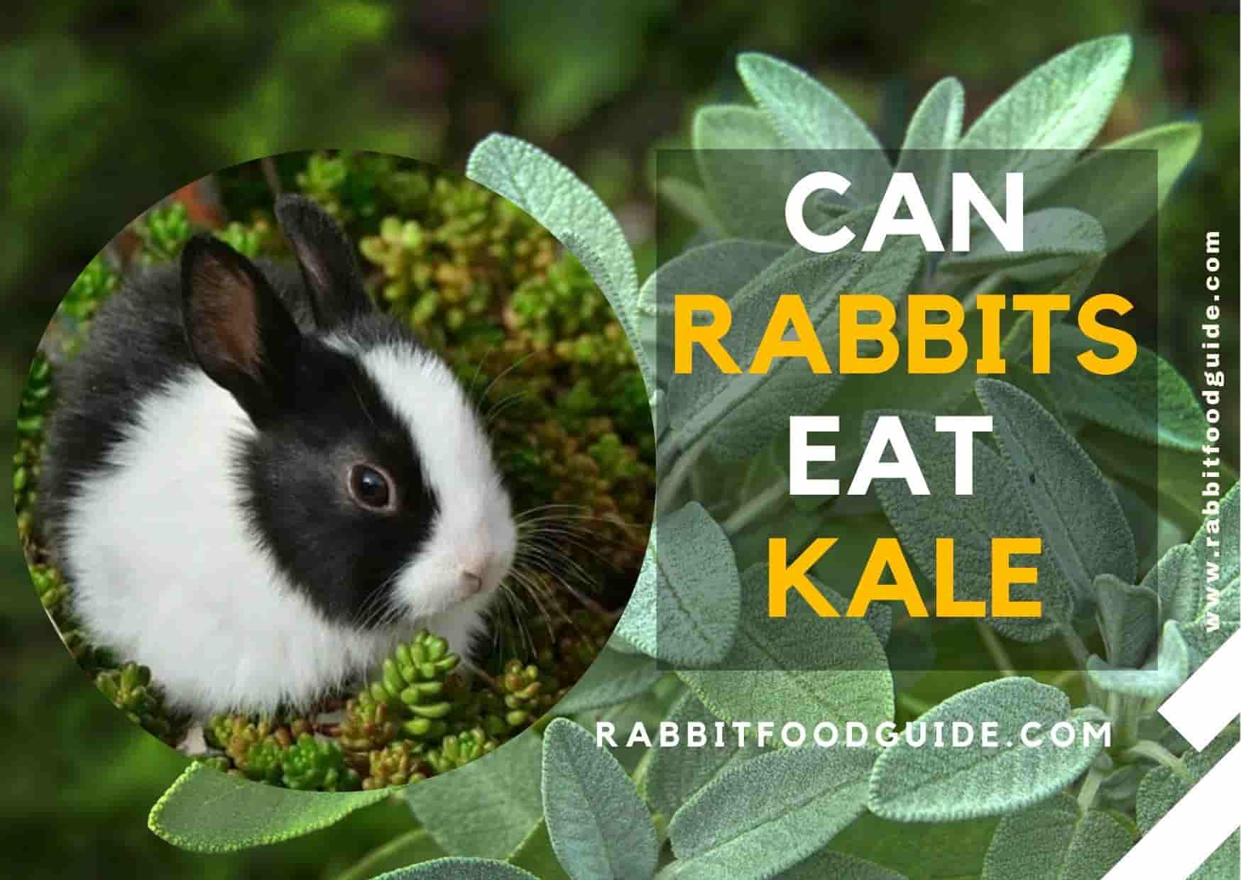 can rabbits eat kale?