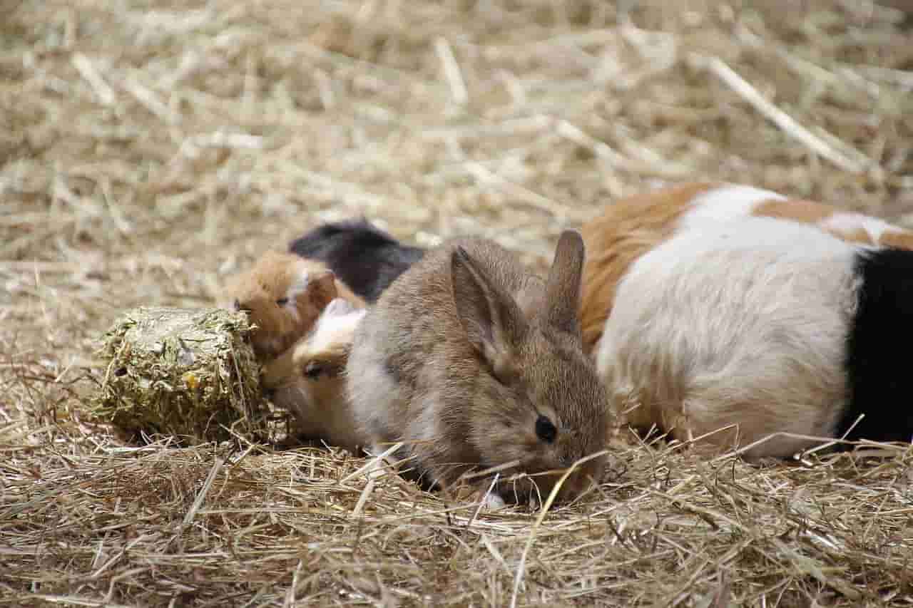 rabbits eating food with guinea pig