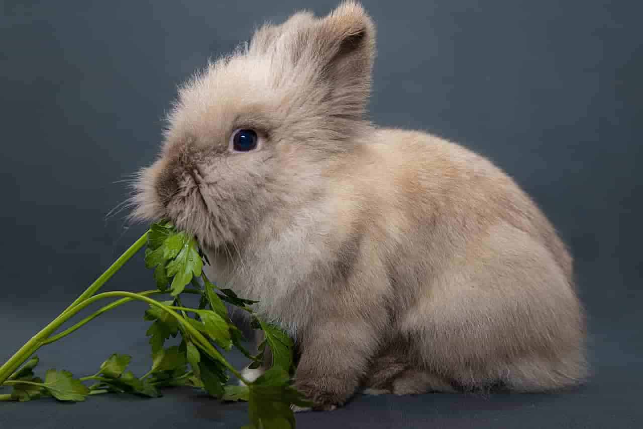 rabbits eating squash