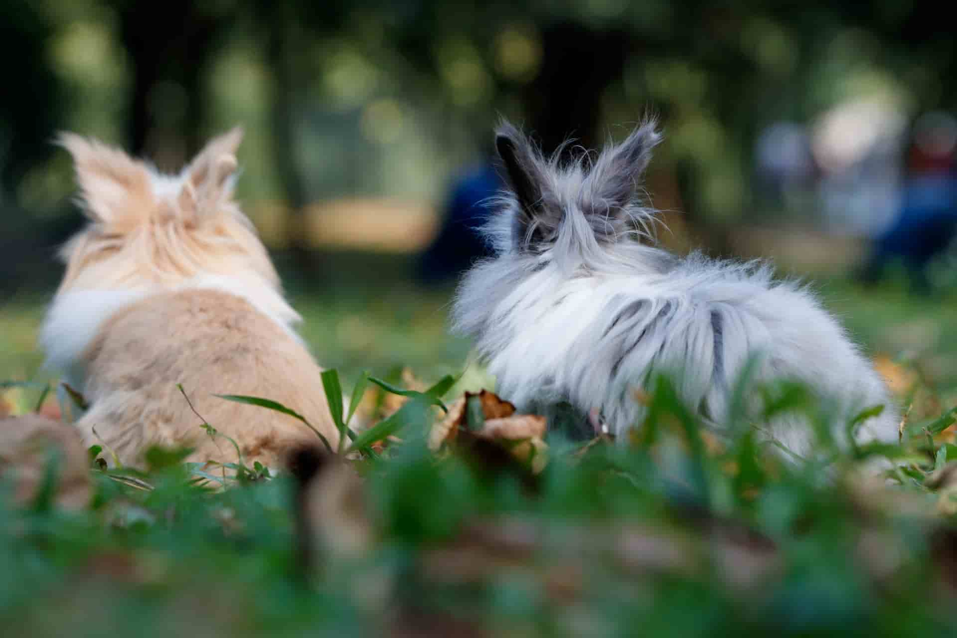 risk of feeding rosemary to rabbits