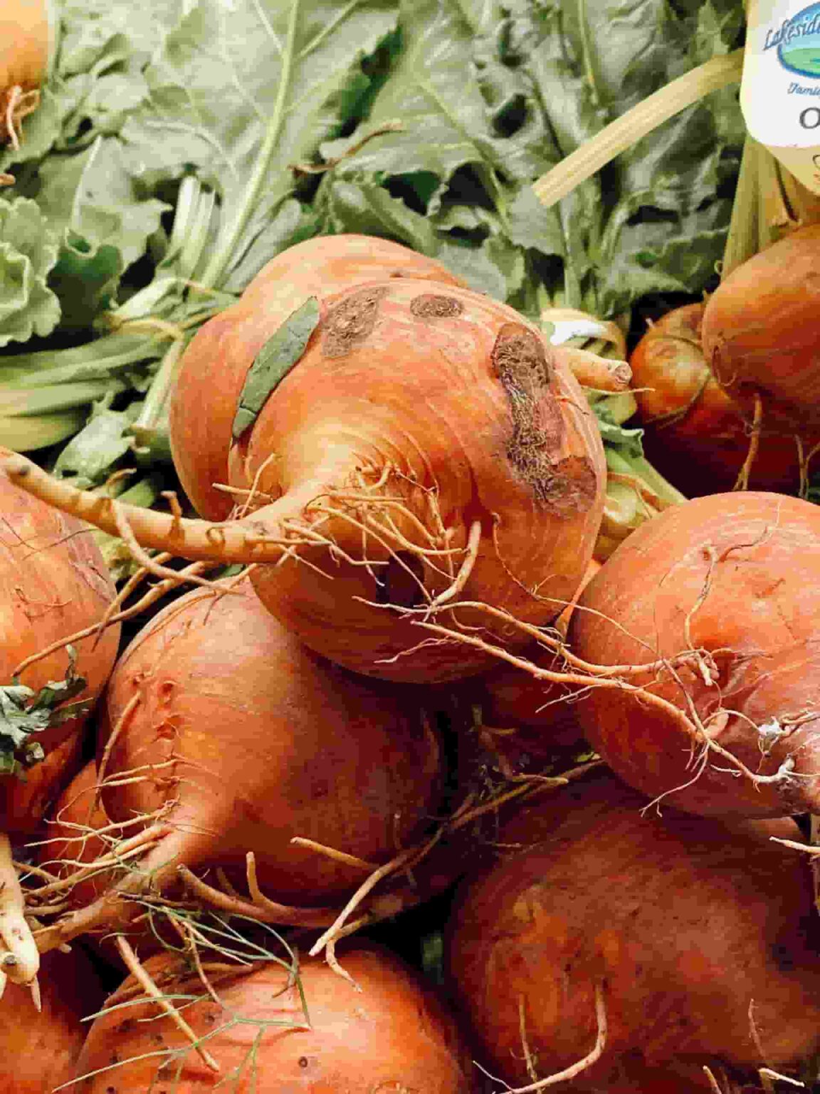 Can Rabbits Eat Beets(Beetroot/Greens)?Learn From Experts
