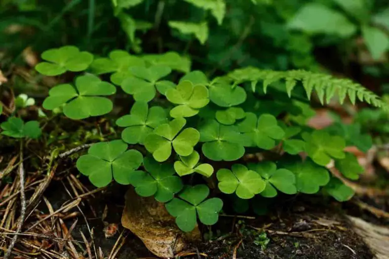 Can Rabbits Eat Clover? Best Guide We Should Know
