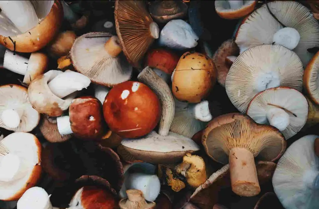 Can Rabbits Eat Mushrooms? Risk, Issues & Complete Guide