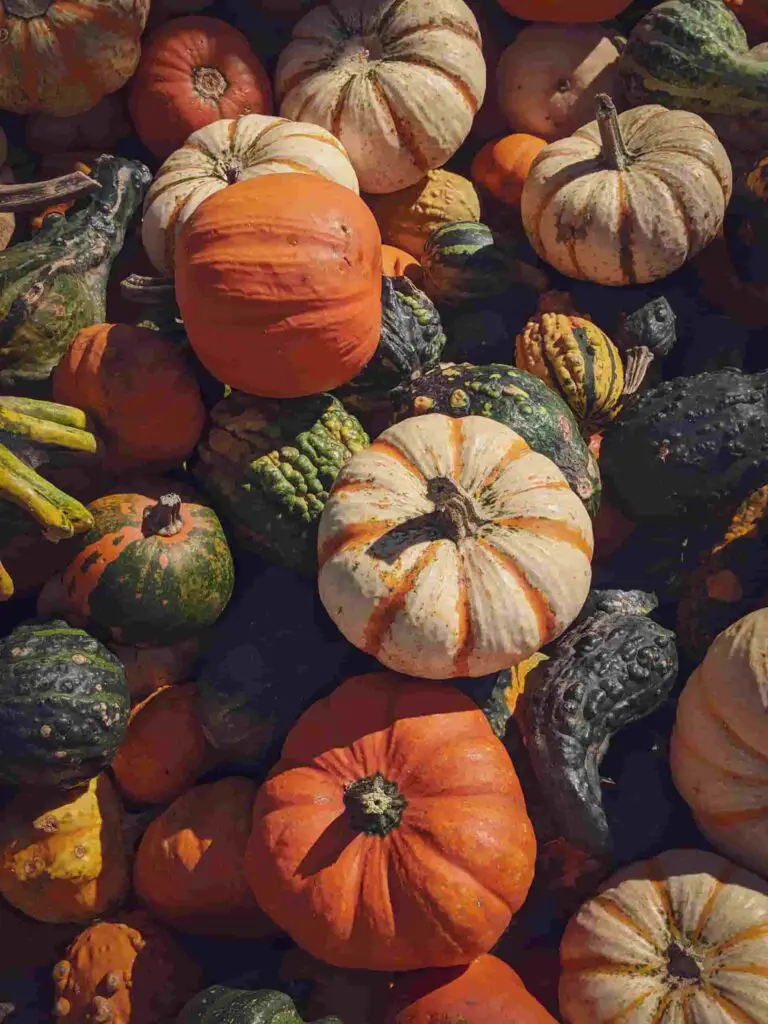 types of pumpkins rabbits can eat