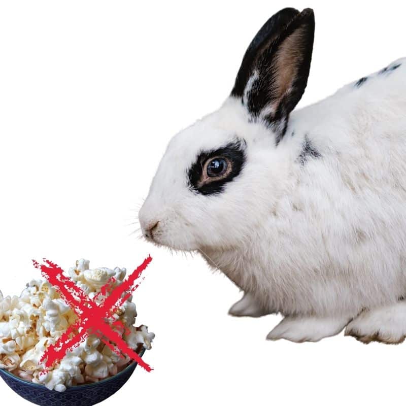 what should I do if rabbits eat popcorn