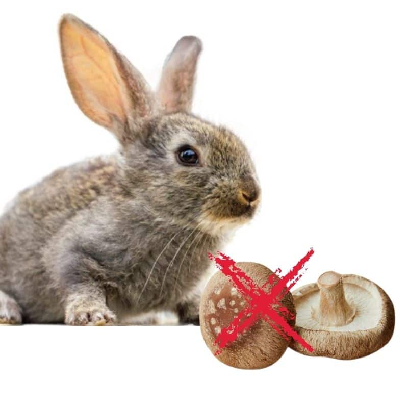 why rabbit shoudn't eat mushrooms