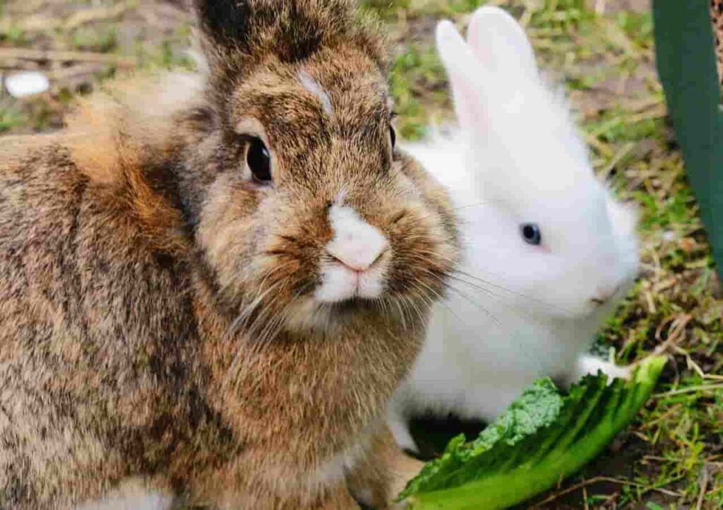 benefits of arugula for rabbits