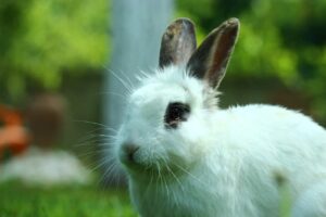 can bunnies eat curry leaves?