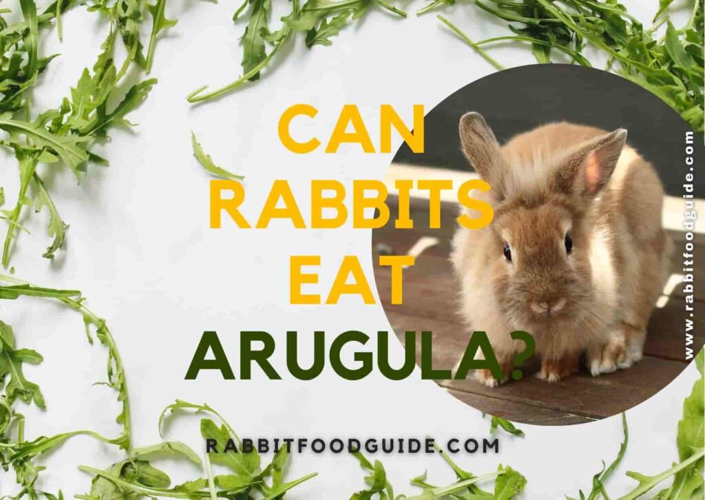 can rabbits eat arugula?