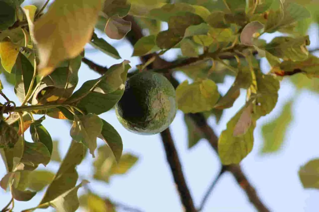 can rabbits eat avocado leaves?