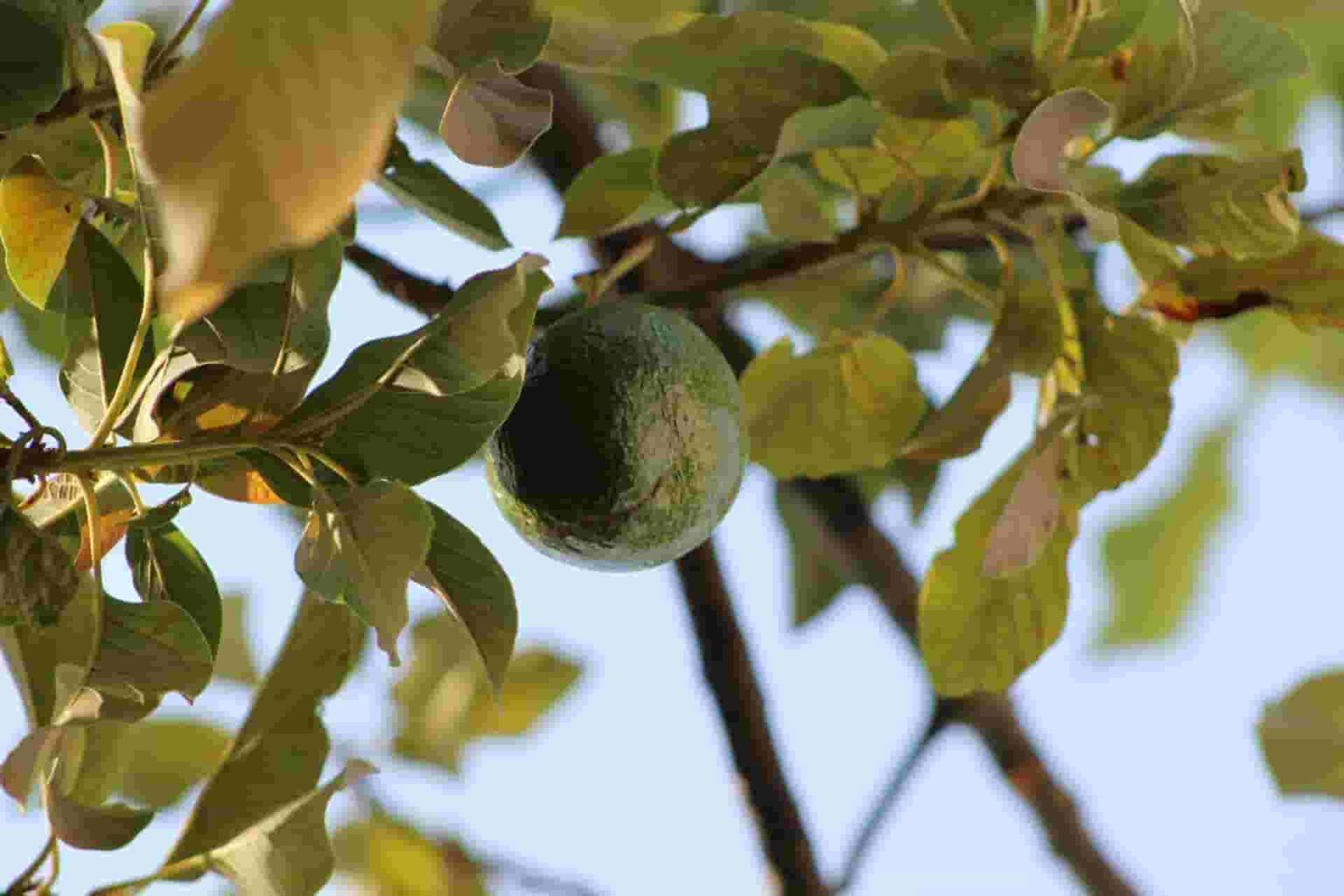 Can Rabbits Eat Avocado? Risk, Issues & Complete Guide