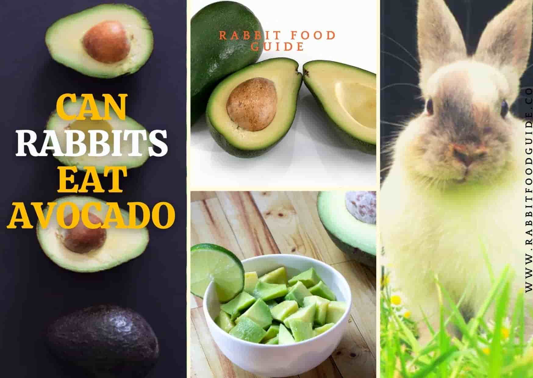 can rabbits eat avocado?