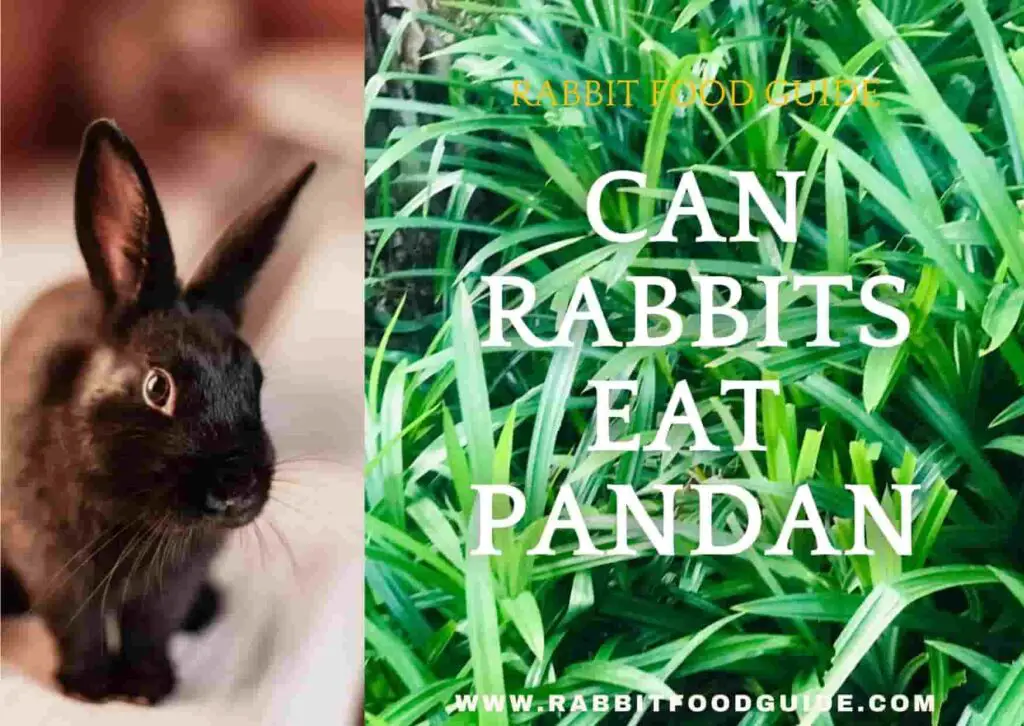 can rabbits eat pandan?
