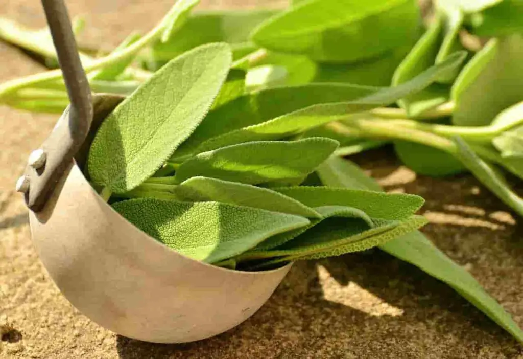 Can Rabbits Eat Sage? Proper Guide & Things We Should Know