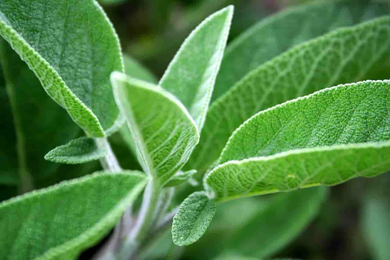 can rabbits eat sage without health issues?