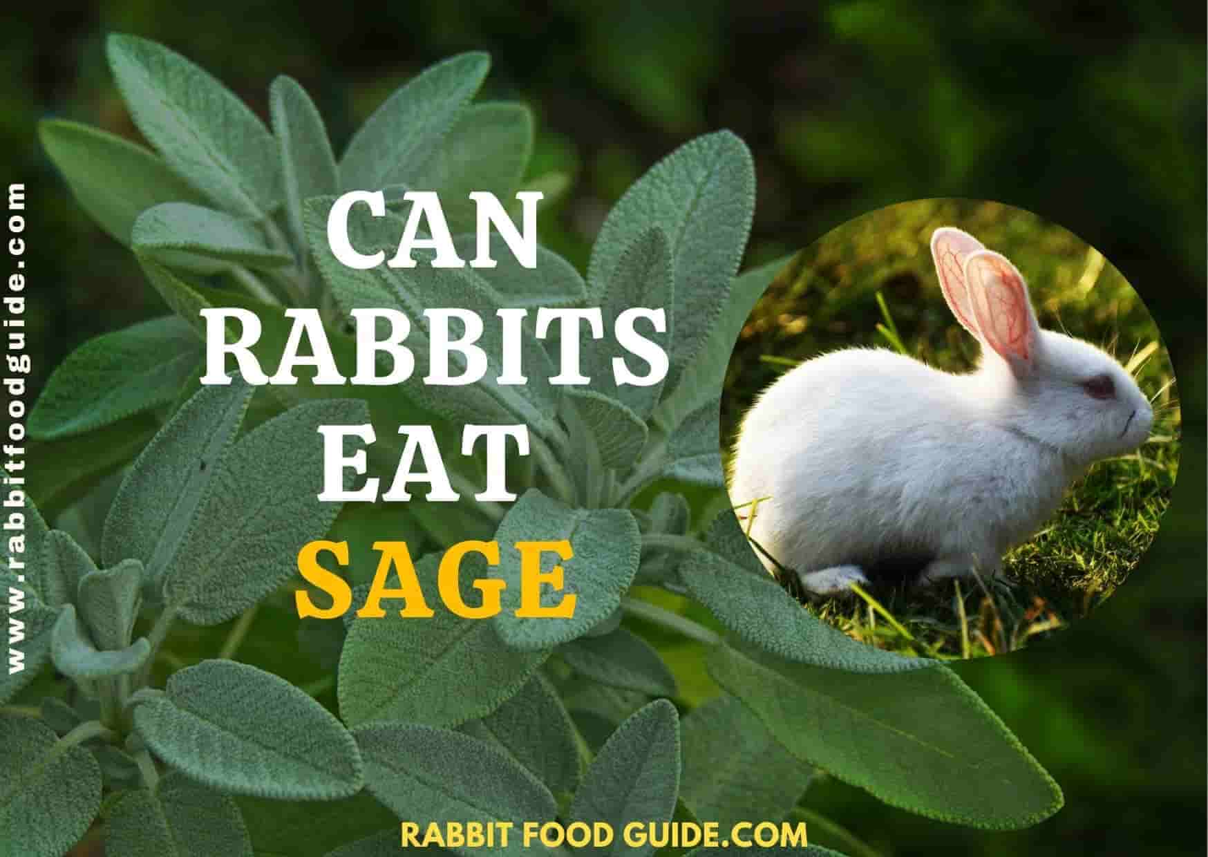 can rabbits eat sage?