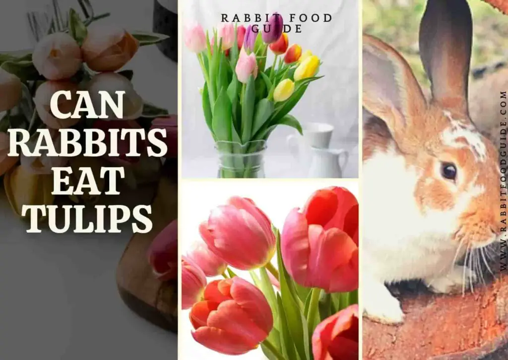 can rabbits eat tulips