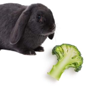 can rabbits have broccoli with out issue