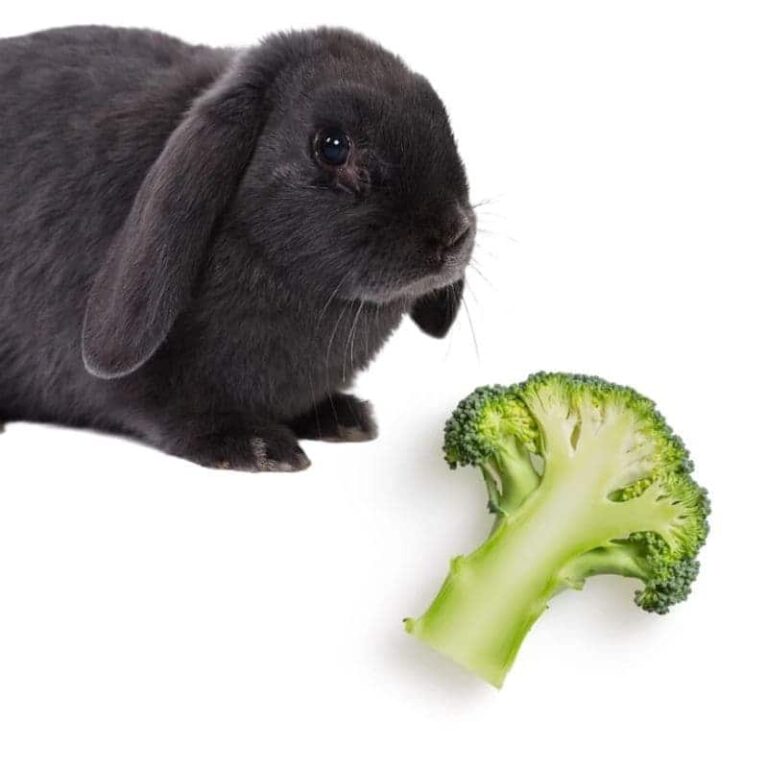 Can Rabbits Eat Broccoli? Rabbit Expert Best Guide