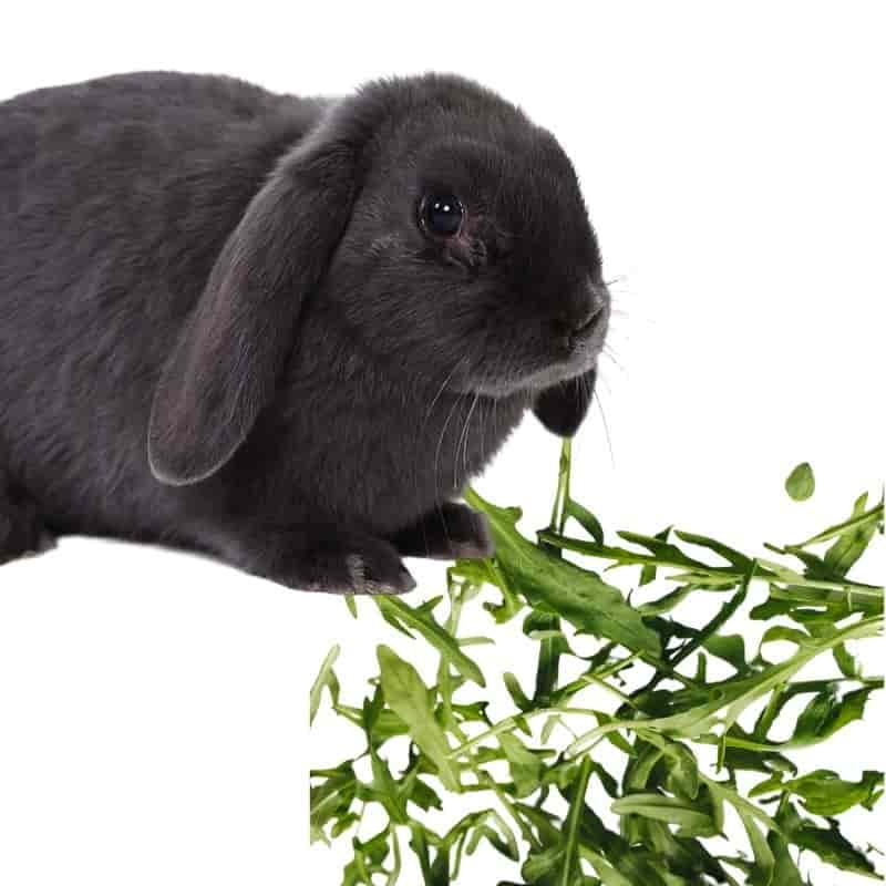 do rabbits eat atugula