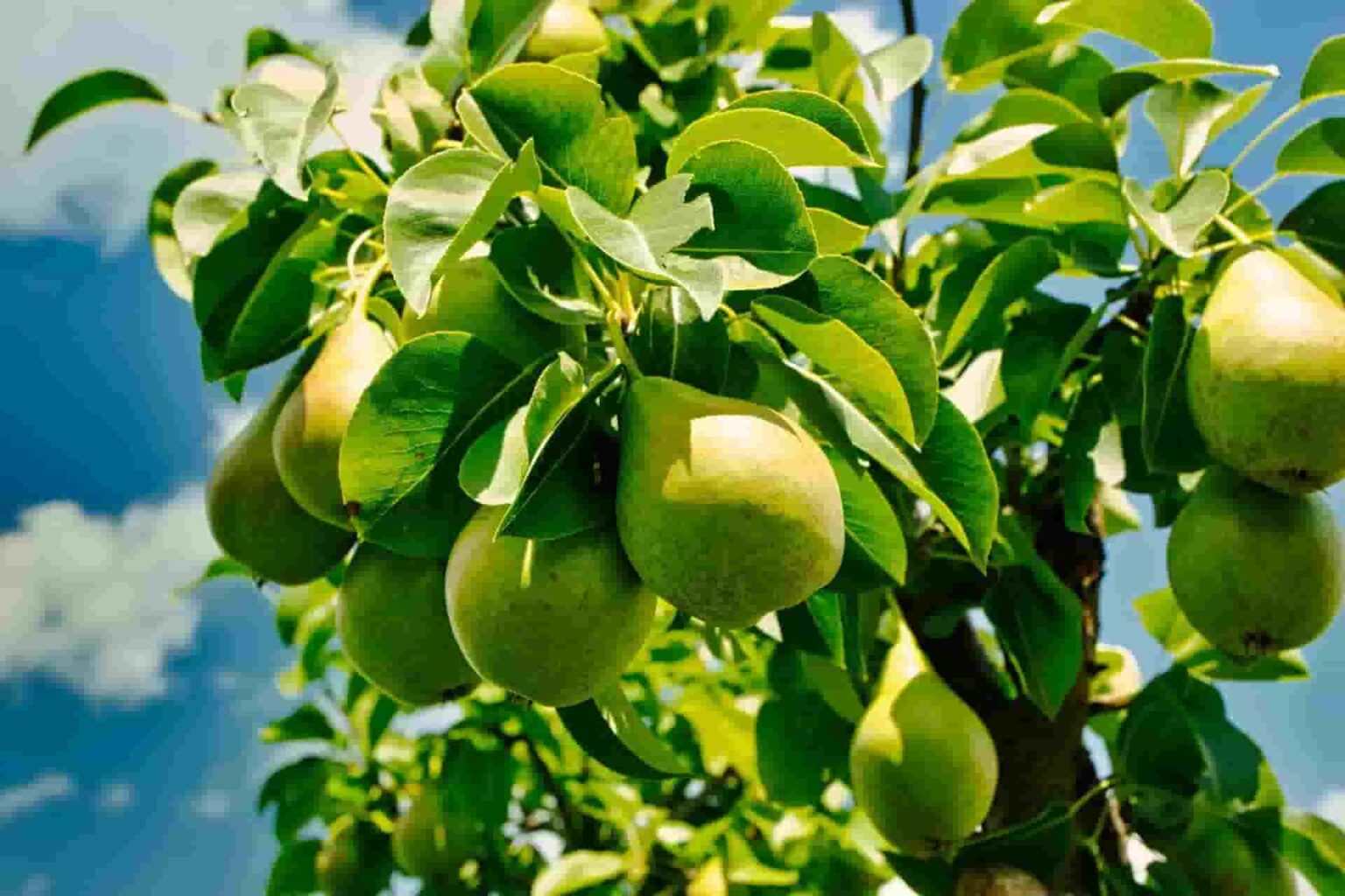 Can Rabbits Eat Pears? Proper Guide & Things We Should Know