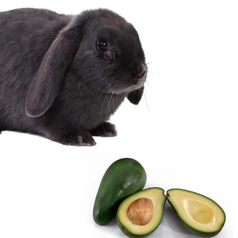 do rabbits like to eat avocado