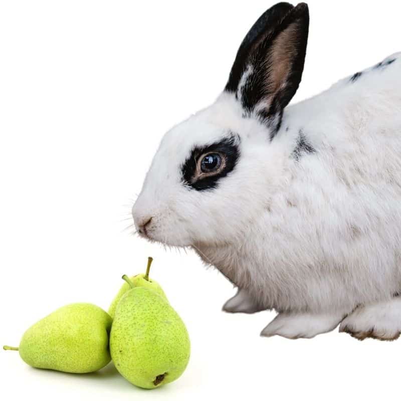 do rabbits like to eat pear