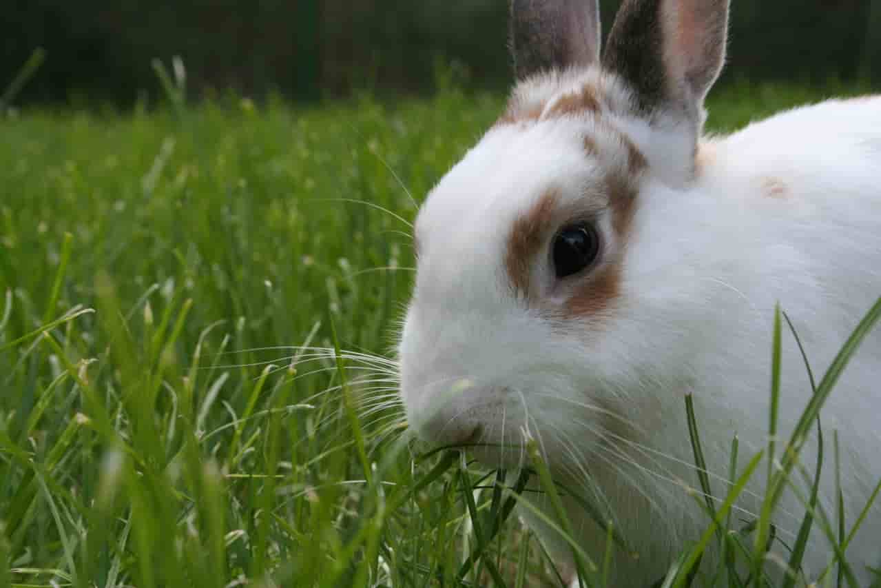 do rabbits like to eat sage?