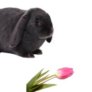 do rabbits like to eat tulips?