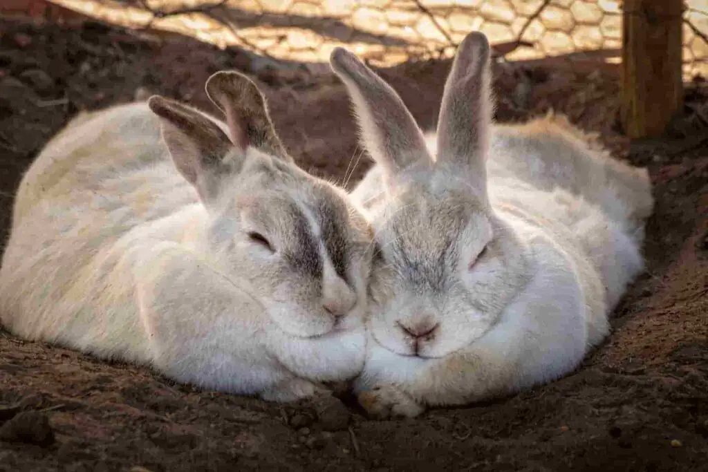 do rabbits like to eat broccoli