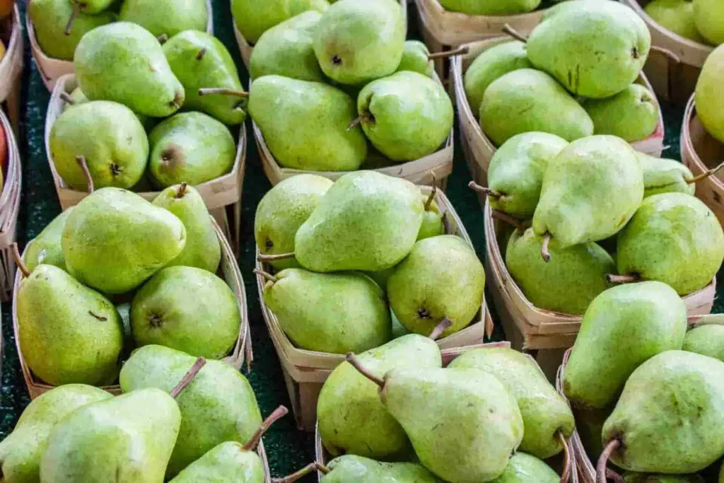 Can Rabbits Eat Pears? Proper Guide & Things We Should Know