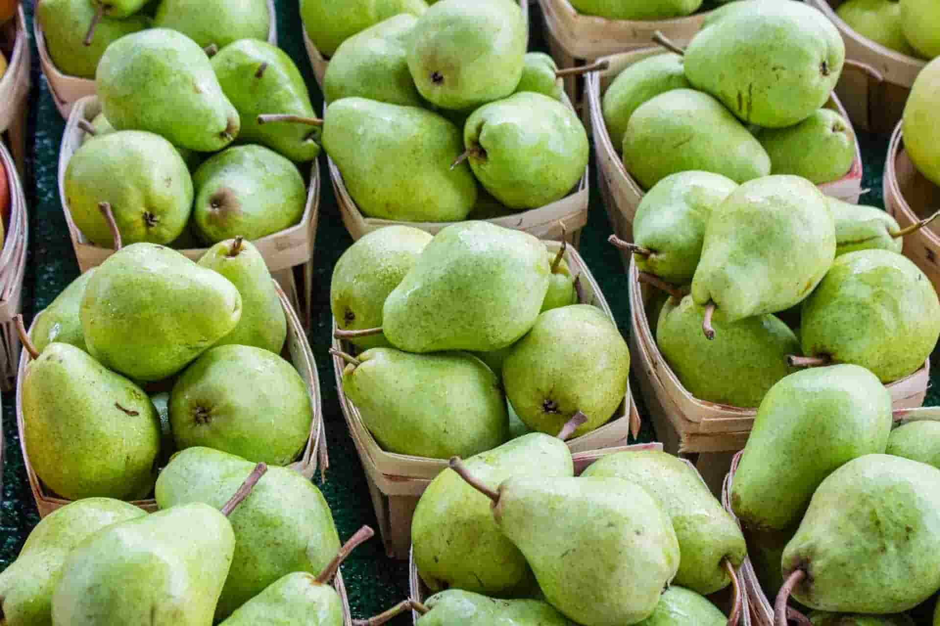 how to feed pears to rabbits