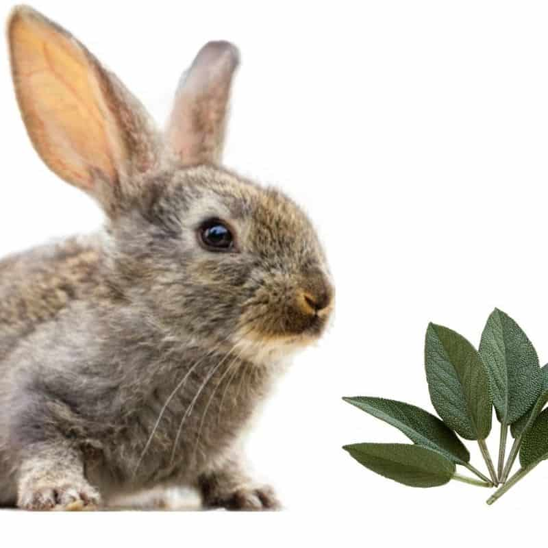 how to feed sage for rabbits