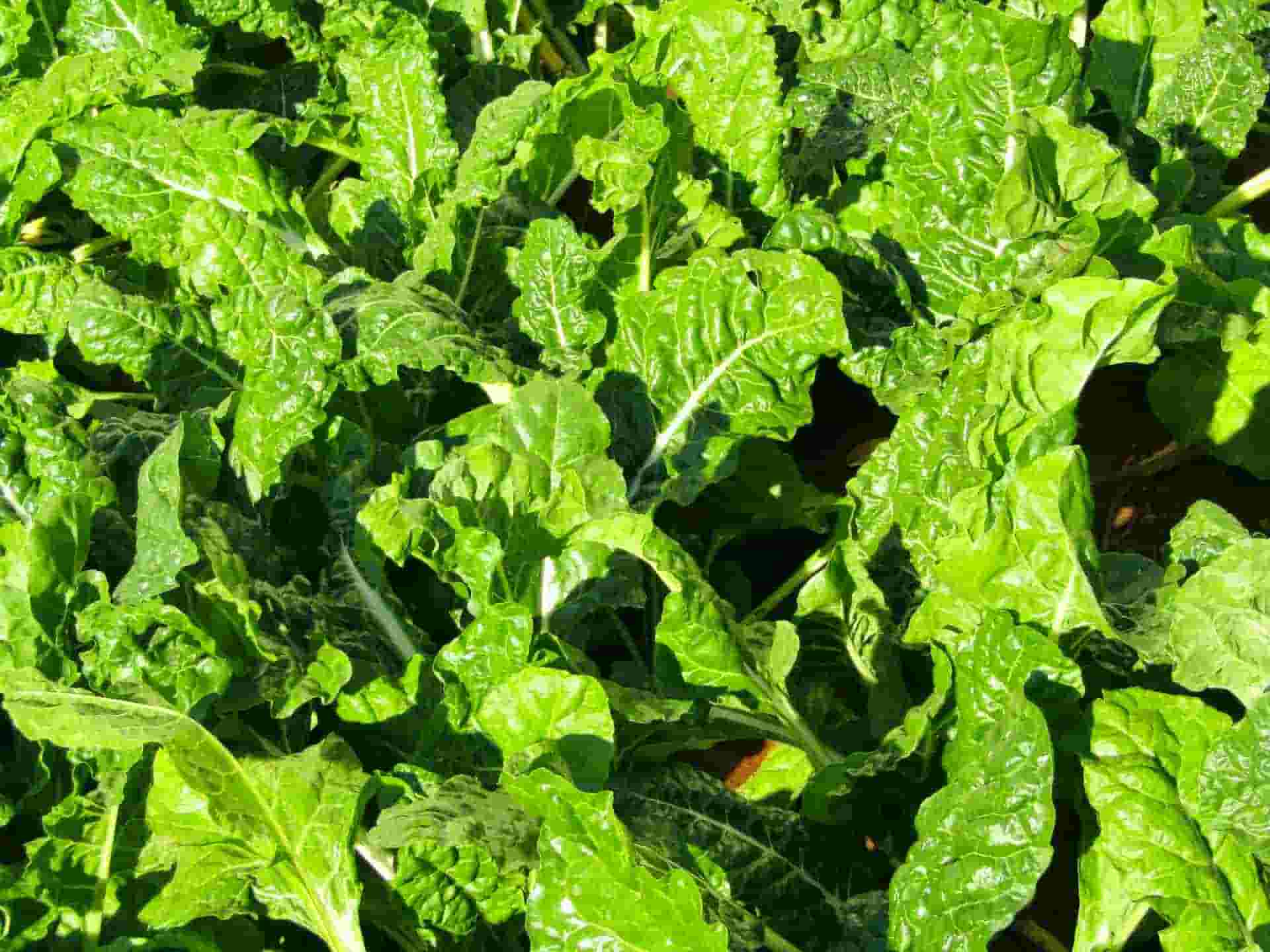 Can Rabbits Eat Arugula(Rocket)? Best Guide We Should Know