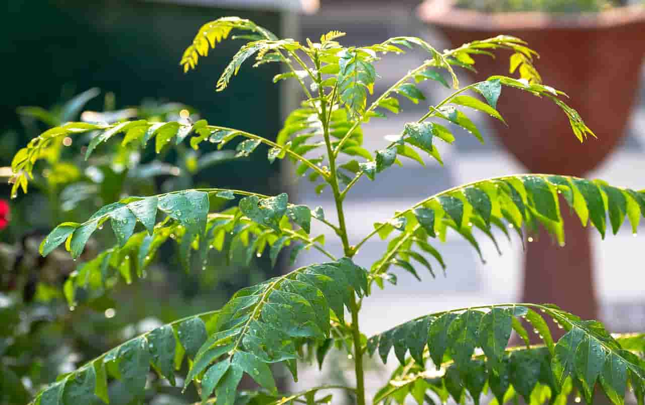 is it safe to feed curry leaves to rabbits