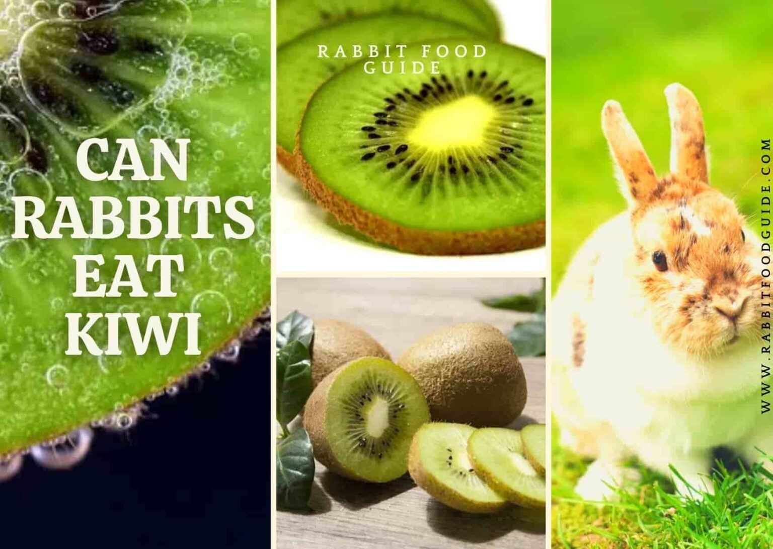 Can Rabbits Eat Kiwi? Best Guide We Should Know Rabbit food guide
