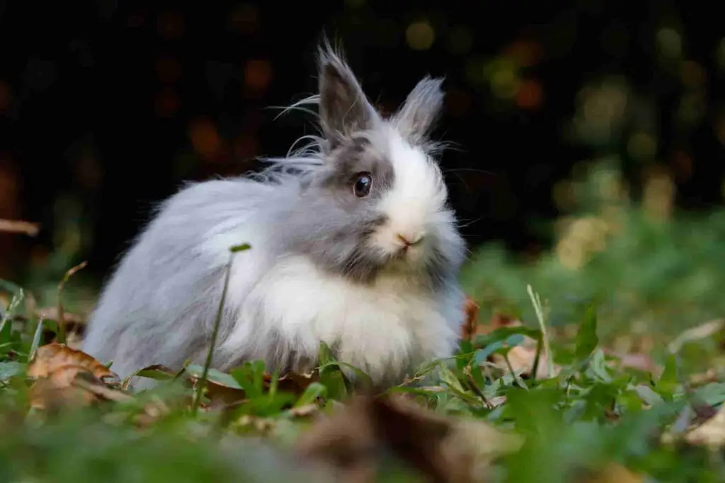 How to feed kiwi to rabbits