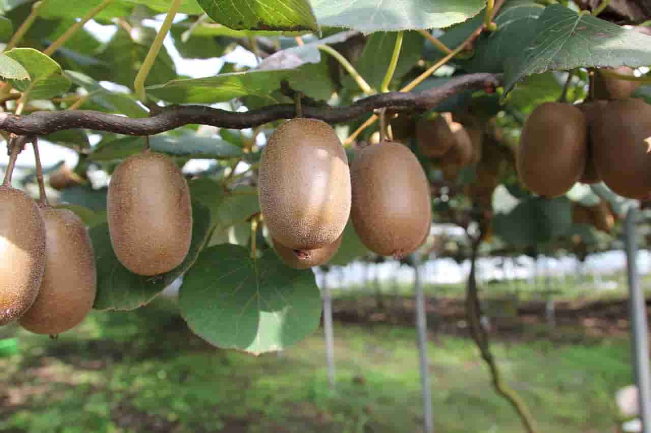 can rabbits eat kiwi seeds