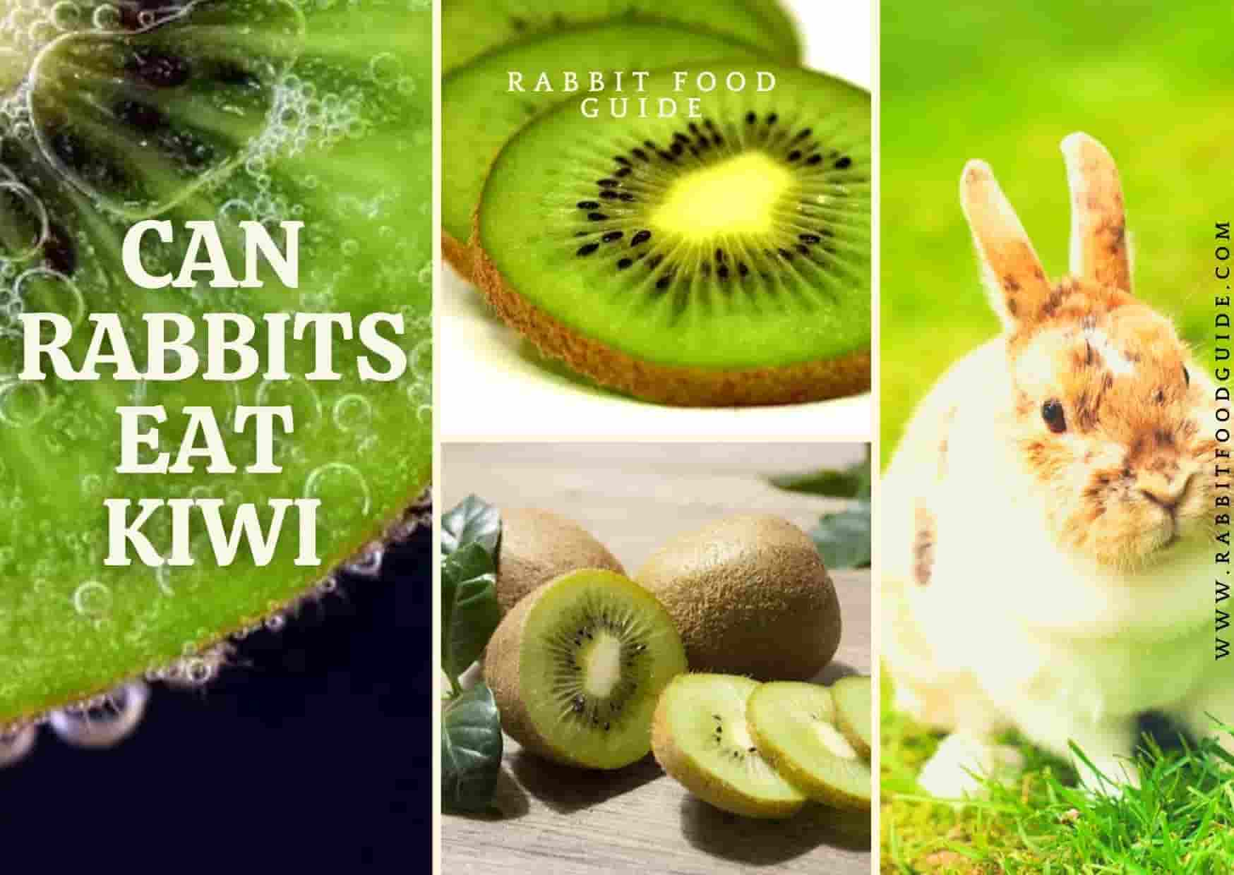 can rabbits eat kiwi