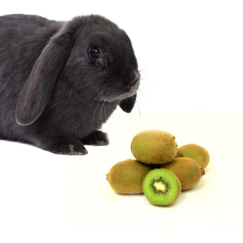 can rabbits have Kiwi fruits