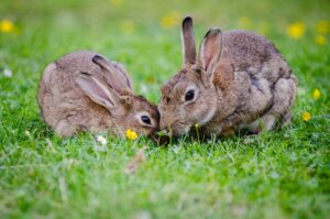 what do rabbits eat in winter