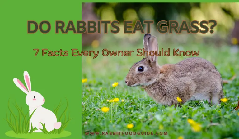 Do Rabbits Eat Grass? 7 Facts Every Owner     Should Know