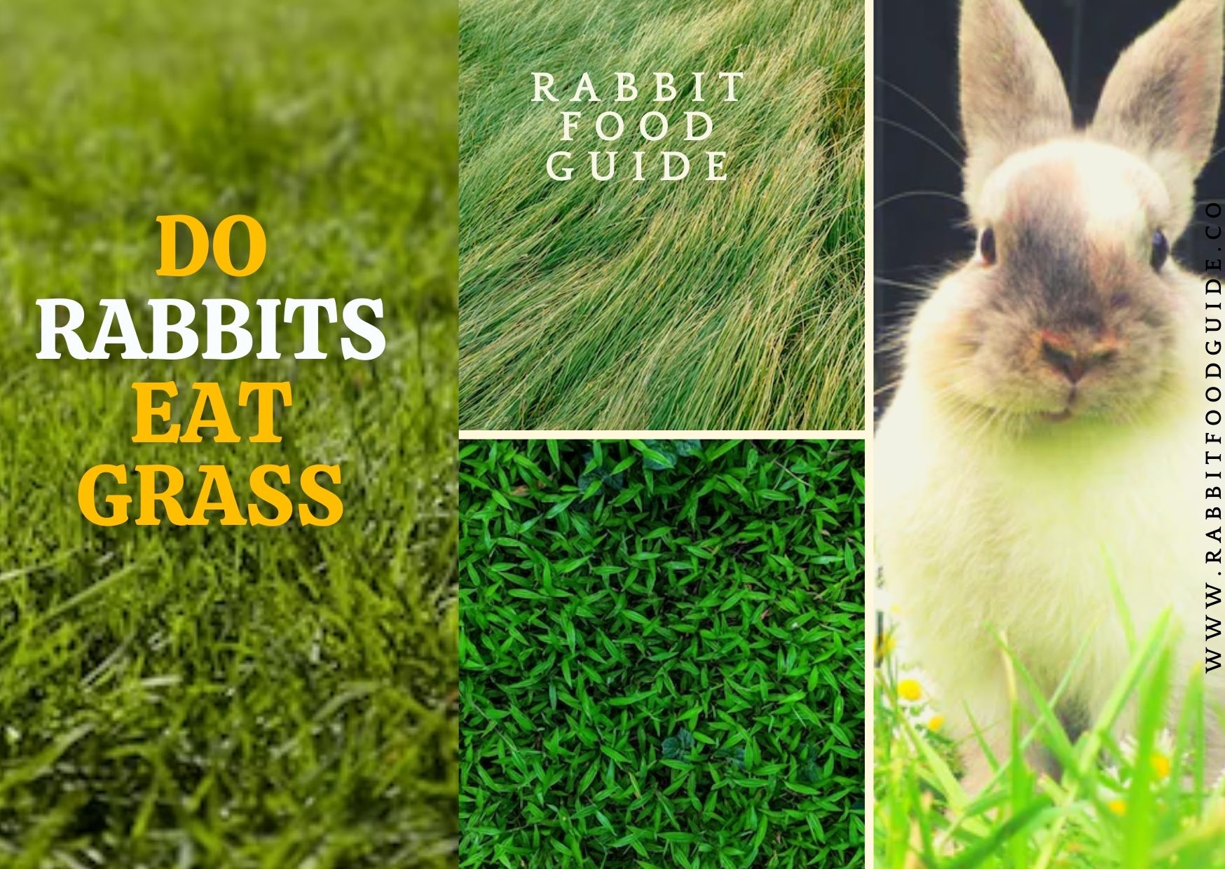 Do Rabbits Eat Grass?